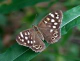 Speckled wood.