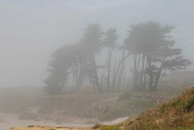 u32/johnmast/medium/31555118.SpectralTrees3195.jpg