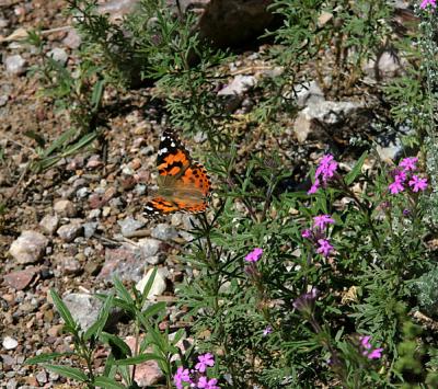 Butterfly and phlox