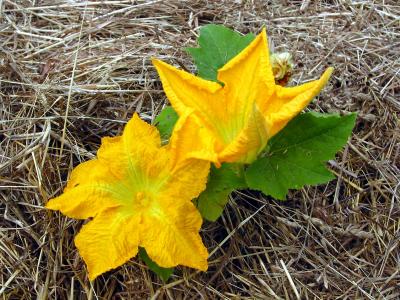 better yellow veggie flower macro Custom.JPG