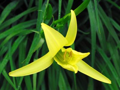 yellow lily macro (Large).JPG