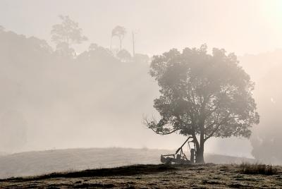 Tree in Fog