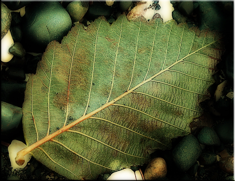 Leaf