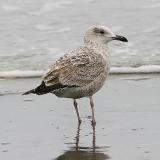 gull #2 - possible Vega Gull - 1st cycle 