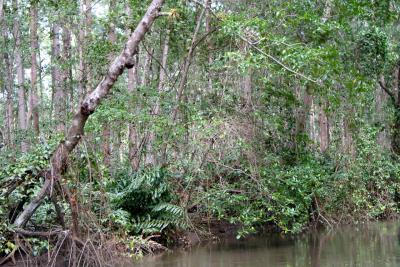 We explore the mangrove swamp