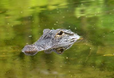 Gator