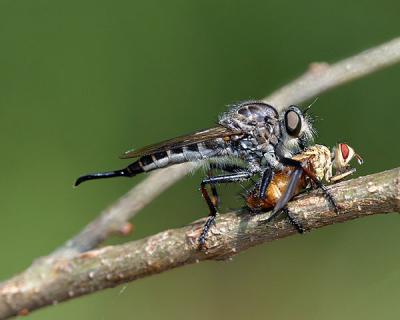 Robberfly Killing Housefly