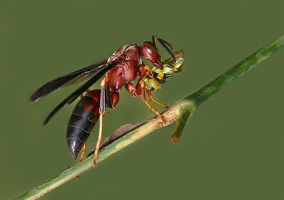 Wasp Eating a Butterfly Caterpiller