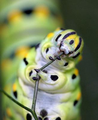Macro of a Butterfly Caterpillar Eating Fennel