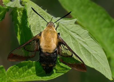 Hummingbird Moth perched on Leaf