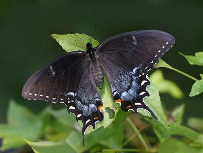 Tiger Swallowtail (dark form - female)