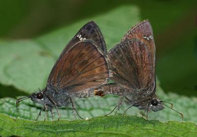 Two Skippers Mating