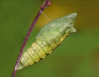 Caterpillar Partially Pupated