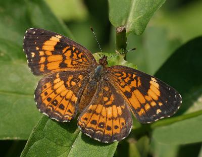 Silvery  Crescentspot