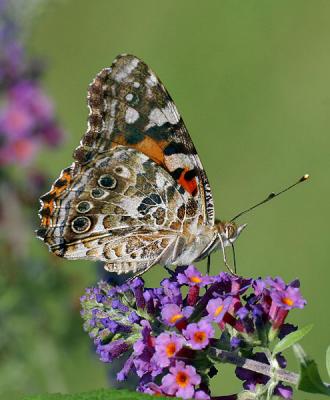Painted Lady (side view)
