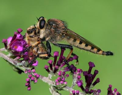 Robberfly eating a Bee