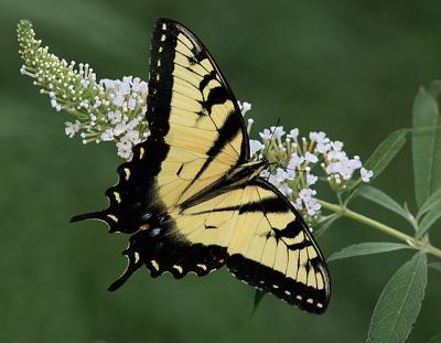 Eastern Tiger Swallowtail (2004)