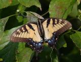 Tiger Swallowtail (female)
