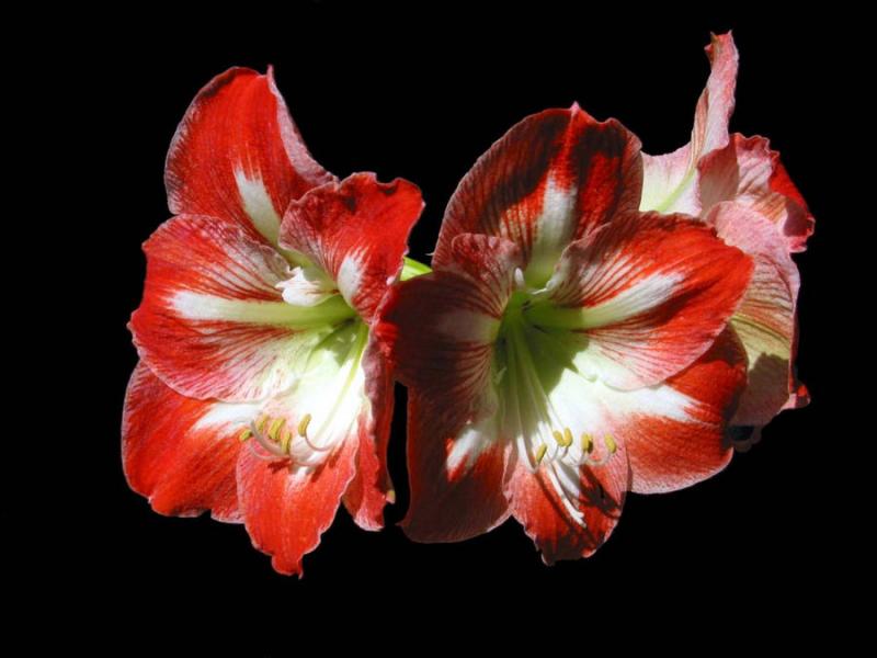 Amaryllis Red and White