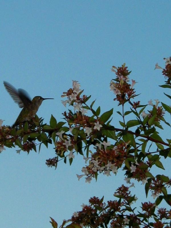 Hummingbird