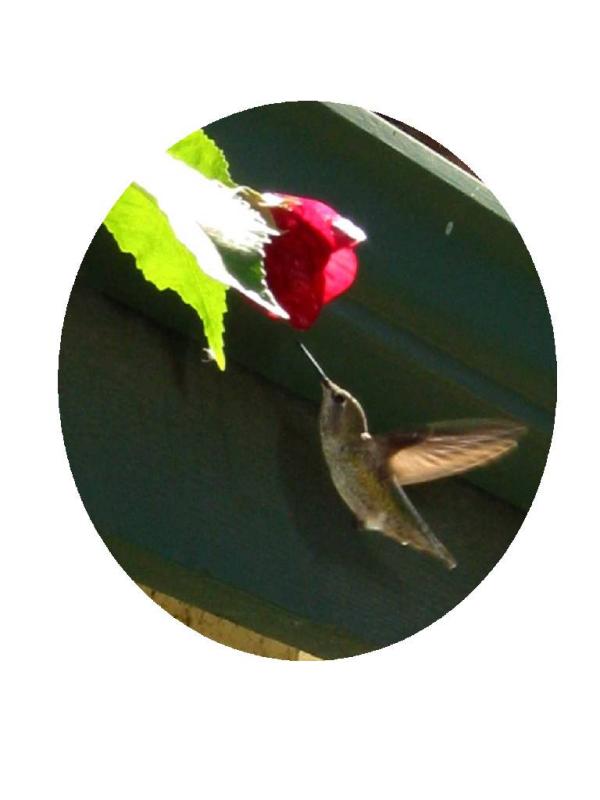Hummingbird with Red Bud