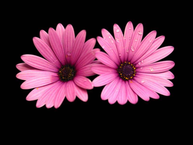 A Pair
