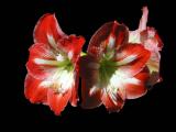 Amaryllis Red and White