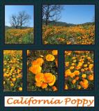 California Poppy