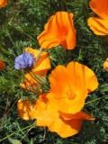 Golden Poppy