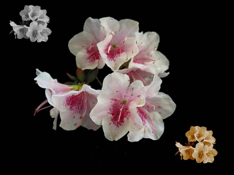 Triple Azalea