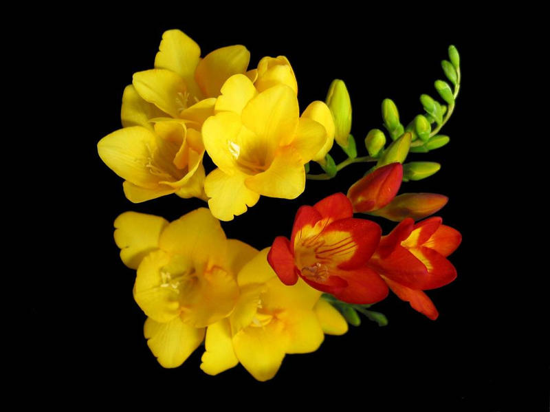 Freesia