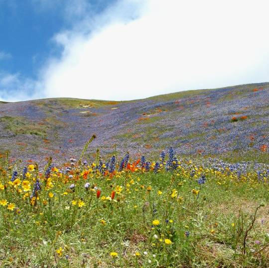 A Field of Color