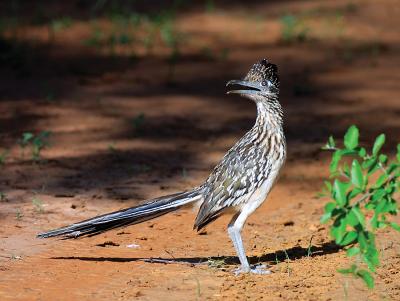 Walking-The-Sendero