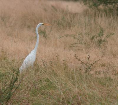 Great-Egret-Blowing-In-The-Wind