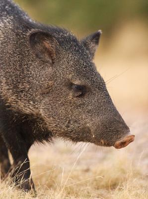 Young-Javalina-Boar