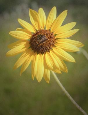 Summer-Sun... Flower