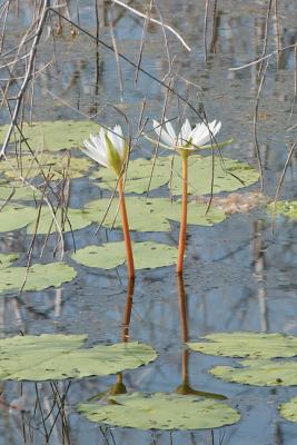 Swamp-Lillies