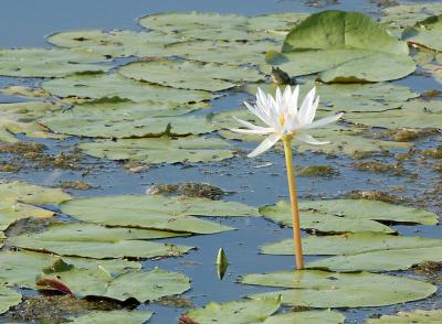 Swamp-Lillies-(II)