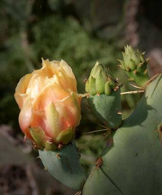 New-Cactus-Rose