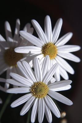 Daisy