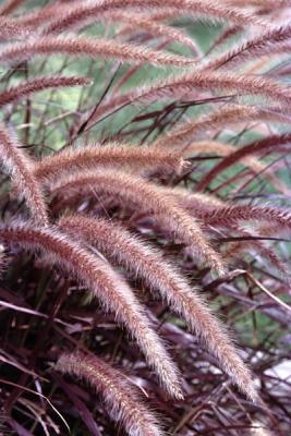 Grasses