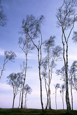 u32/jsb/medium/20906126.birches.jpg