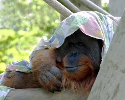orangutanscarfgoodcopy.jpg