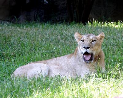 lioness1fs.jpg