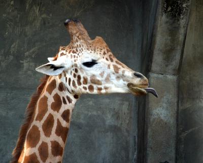 giraffetongue.jpg