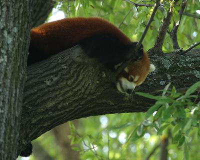 redpanda1.jpg