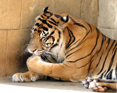 tigerpaw.jpg