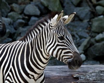 zebragood.jpg