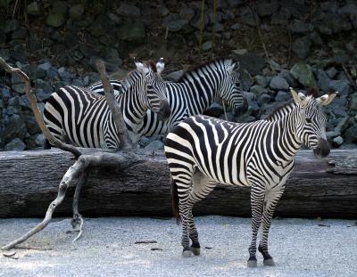 zebrasgroup.jpg