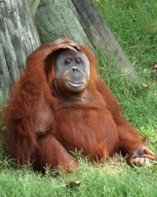orangheadachebetter.jpg